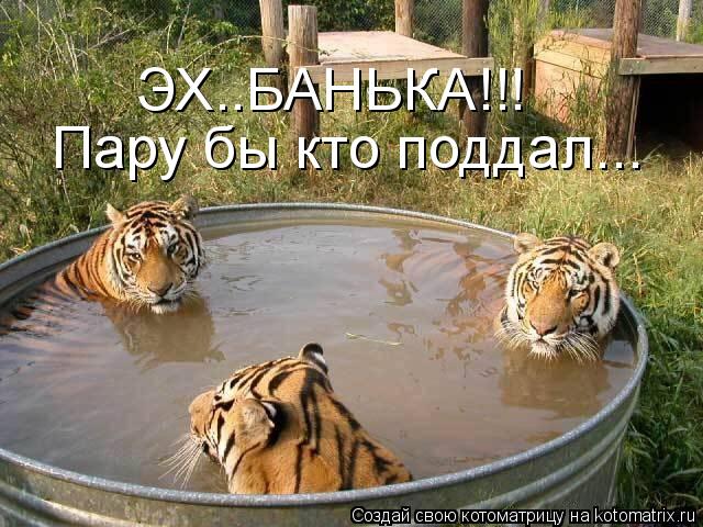 ЭХ..БАНЬКА!!! Пару бы кто поддал...... Котоматрица: ЭХ..БАНЬКА!!! Пару бы кто поддал...