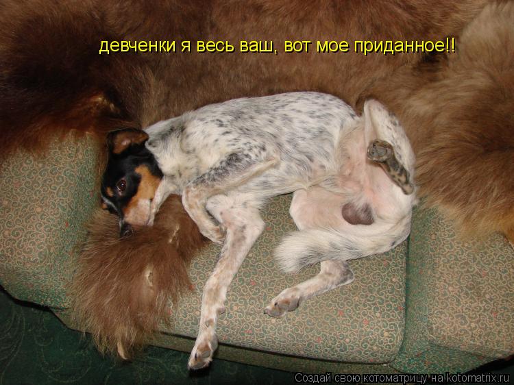 девченки я весь ваш, вот мое приданное!!... Котоматрица: девченки я весь ваш, вот мое приданное!!