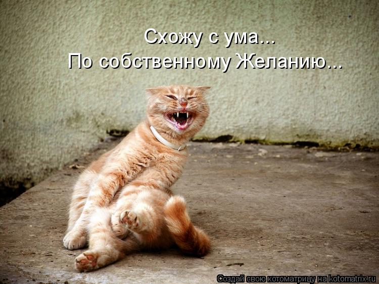 Схожу с ума... По собственному Желанию...... Котоматрица: Схожу с ума... По собственному Желанию...