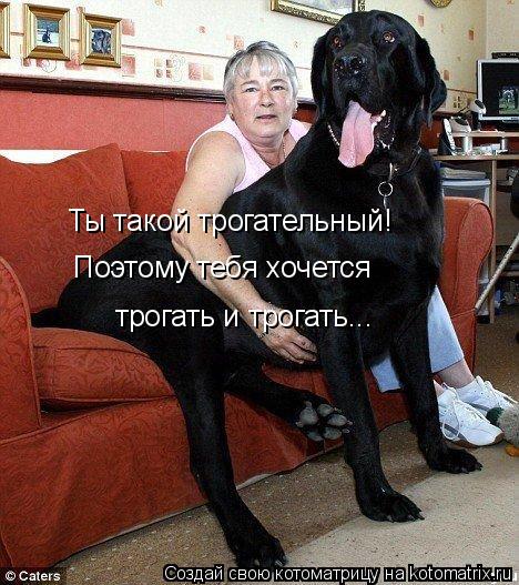 Ты такой трогательный! Поэтому тебя хочется трогать и трогать...... Котоматрица: Ты такой трогательный! Поэтому тебя хочется трогать и трогать...