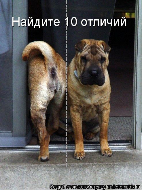 -------------------------------------------------------------------------------------------------- На... Котоматрица: -------------------------------------------------------------------------------------------------- Найдите 10 отличий