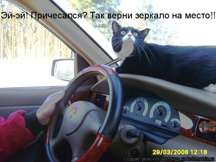 Эй-эй! Причесался? Так верни зеркало на место!!... Котоматрица: Эй-эй! Причесался? Так верни зеркало на место!!