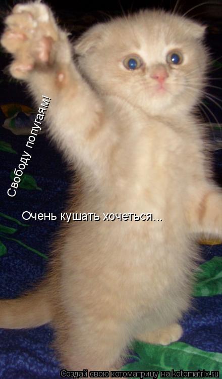 Свободу попугаям! Очень кушать хочеться...... Котоматрица: Свободу попугаям! Очень кушать хочеться...
