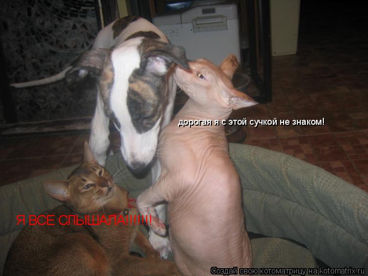 дорогая я с этой сучкой не знаком! Я ВСЕ СЛЫШАЛА!!!!!!!... Котоматрица: дорогая я с этой сучкой не знаком! Я ВСЕ СЛЫШАЛА!!!!!!!