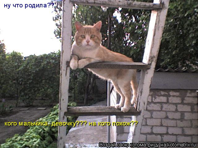 ну что родила?? кого мальчика, девочку??? на кого похож??... Котоматрица: ну что родила?? кого мальчика, девочку??? на кого похож??