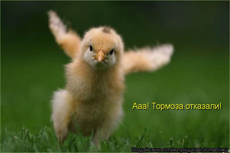 Ааа! Тормоза отказали!... Котоматрица: Ааа! Тормоза отказали!