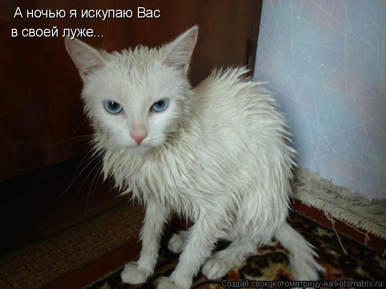 А ночью я искупаю Вас в своей луже...... Котоматрица: А ночью я искупаю Вас в своей луже...