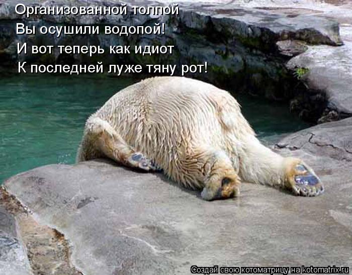 Организованной толпой Вы осушили водопой! И вот теперь как идиот К последней луже тяну рот!... Котоматрица: Организованной толпой Вы осушили водопой! И вот теперь как идиот К последней луже тяну рот!