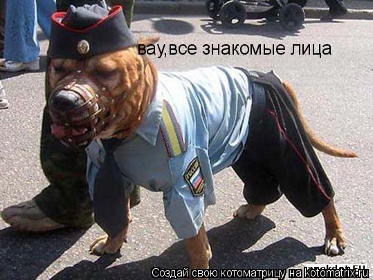 вау,все знакомые лица... Котоматрица: вау,все знакомые лица