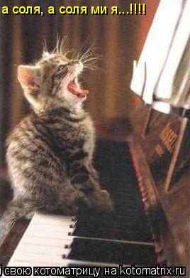 а соля, а соля ми я...!!!!... Котоматрица: а соля, а соля ми я...!!!!