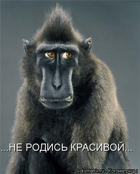 ...НЕ РОДИСЬ КРАСИВОЙ...... Котоматрица: ...НЕ РОДИСЬ КРАСИВОЙ...