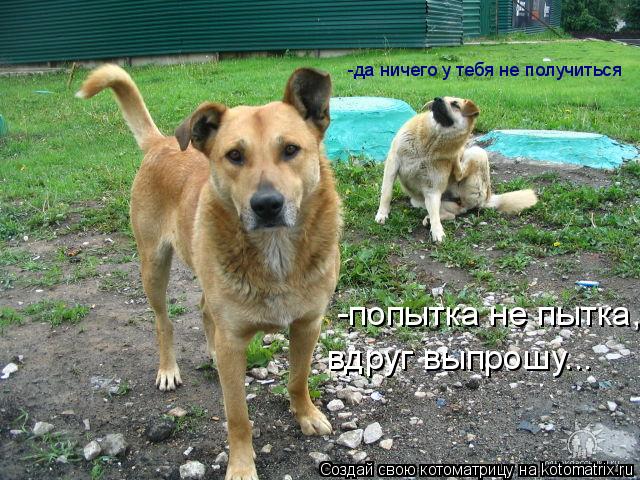 -да ничего у тебя не получиться -попытка не пытка, вдруг выпрошу...... Котоматрица: -да ничего у тебя не получиться -попытка не пытка, вдруг выпрошу...