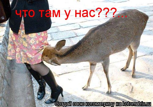 что там у нас???...... Котоматрица: что там у нас???...