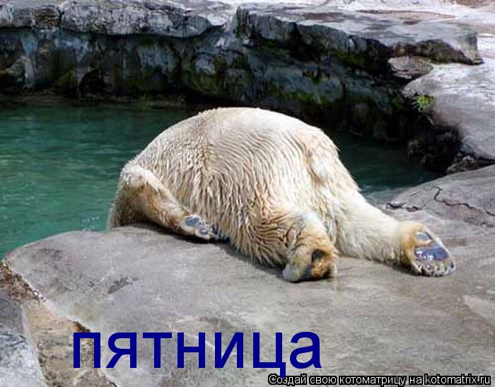 пятница... Котоматрица: пятница