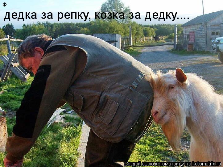 дедка за репку, козка за дедку....... Котоматрица: дедка за репку, козка за дедку....