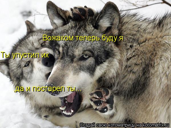 ,да и постарел ты... Вожаком теперь буду я Ты упустил их... Котоматрица: ,да и постарел ты... Вожаком теперь буду я Ты упустил их