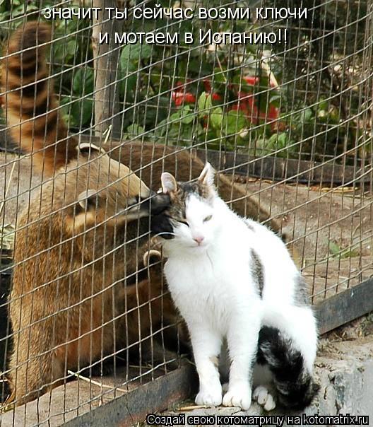 значит ты сейчас возми ключи и мотаем в Испанию!!... Котоматрица: значит ты сейчас возми ключи и мотаем в Испанию!!