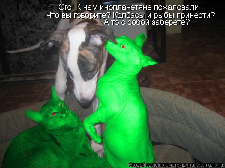 Ого! К нам инопланетяне пожаловали! Что вы говорите? Колбасы и рыбы принести? А то с собой заберете?... Котоматрица: Ого! К нам инопланетяне пожаловали! Что вы говорите? Колбасы и рыбы принести? А то с собой заберете?