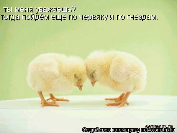 ты меня уважаешь? тогда пойдём ещё по червяку и по гнёздам.... Котоматрица: ты меня уважаешь? тогда пойдём ещё по червяку и по гнёздам.