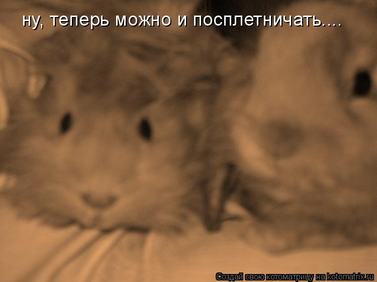 ну, теперь можно и посплетничать....... Котоматрица: ну, теперь можно и посплетничать....