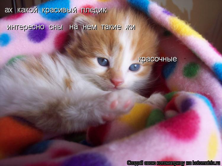 ах какой красивый пледик интересно сны на нем такие жи красочные... Котоматрица: ах какой красивый пледик интересно сны на нем такие жи красочные