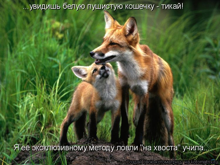 ...увидишь белую пушистую кошечку - тикай! Я её эксклюзивному методу ловли "на хвоста" учила...... Котоматрица: ...увидишь белую пушистую кошечку - тикай! Я её эксклюзивному методу ловли "на хвоста" учила...