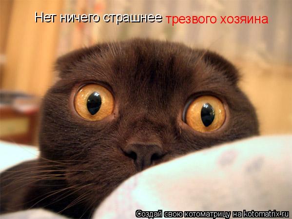 Нет ничего страшнее трезвого хозяина... Котоматрица: Нет ничего страшнее трезвого хозяина