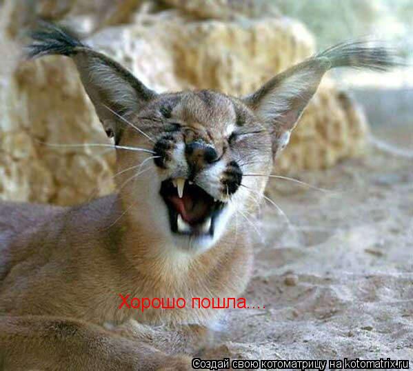 Хорошо пошла....... Котоматрица: Хорошо пошла....