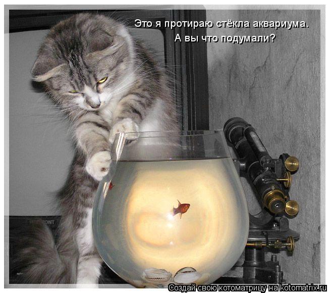 Это я протираю стёкла аквариума. А вы что подумали?... Котоматрица: Это я протираю стёкла аквариума. А вы что подумали?