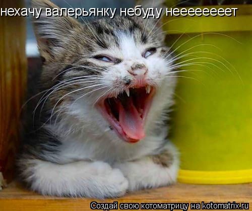 нехачу валерьянку небуду неееееееет... Котоматрица: нехачу валерьянку небуду неееееееет