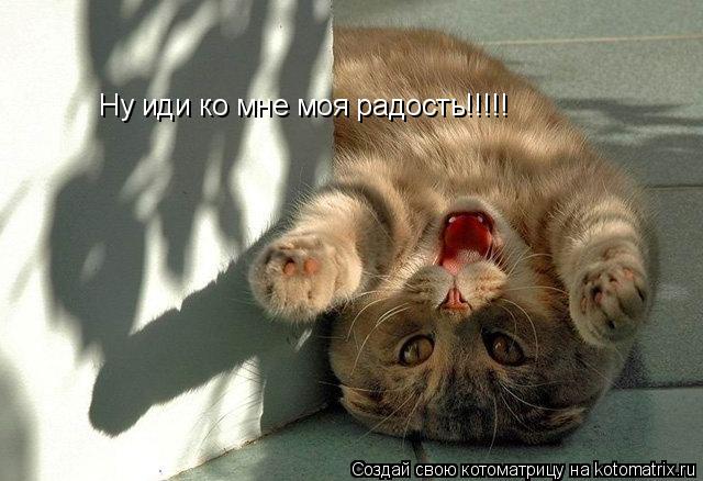 Ну иди ко мне моя радость!!!!!... Котоматрица: Ну иди ко мне моя радость!!!!!