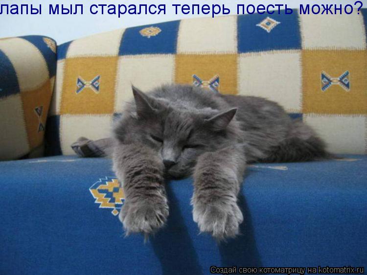 лапы мыл старался теперь поесть можно?... Котоматрица: лапы мыл старался теперь поесть можно?