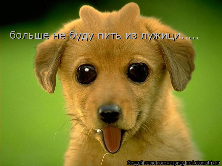 больше не буду пить из лужици........ Котоматрица: больше не буду пить из лужици.....