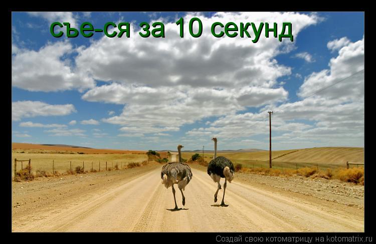 съе-ся за 10 секунд... Котоматрица: съе-ся за 10 секунд