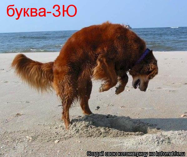 буква-ЗЮ... Котоматрица: буква-ЗЮ