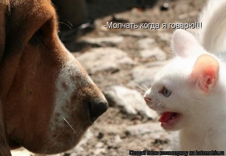 -Молчать когда я говарю!!!... Котоматрица: -Молчать когда я говарю!!!