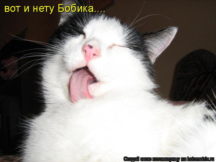 вот и нету Бобика....... Котоматрица: вот и нету Бобика....