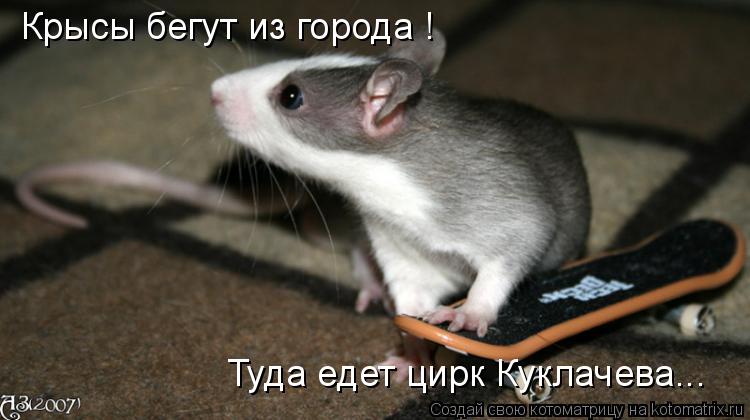 Крысы бегут из города ! Туда едет цирк Куклачева...... Котоматрица: Крысы бегут из города ! Туда едет цирк Куклачева...
