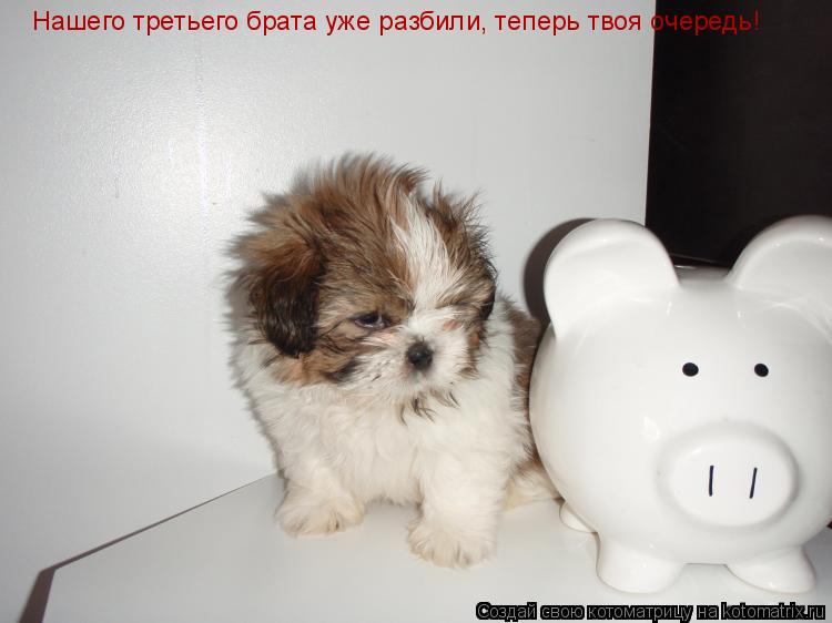Нашего третьего брата уже разбили, теперь твоя очередь!... Котоматрица: Нашего третьего брата уже разбили, теперь твоя очередь!