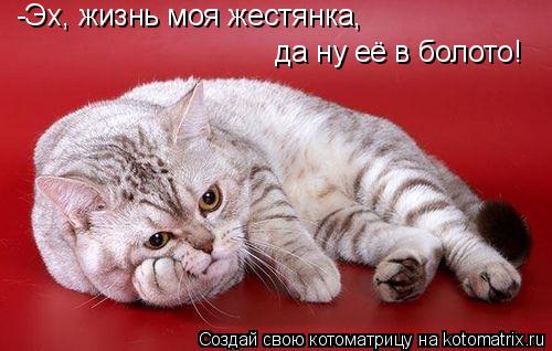 -Эх, жизнь моя жестянка, да ну её в болото!... Котоматрица: -Эх, жизнь моя жестянка, да ну её в болото!