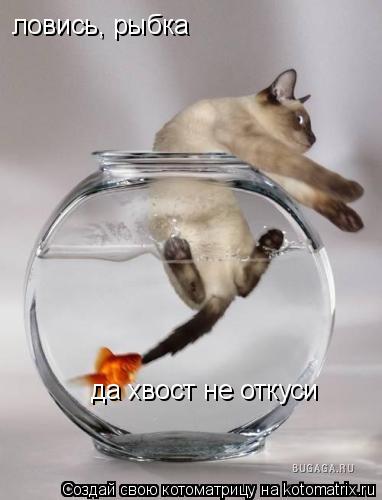 ловись, рыбка да хвост не откуси... Котоматрица: ловись, рыбка да хвост не откуси