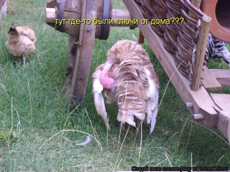 тут где-то были ключи от дома???... Котоматрица: тут где-то были ключи от дома???