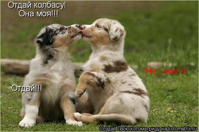 Отдай колбасу! Она моя!!! Нет, моя!!! Отдай!!!... Котоматрица: Отдай колбасу! Она моя!!! Нет, моя!!! Отдай!!!