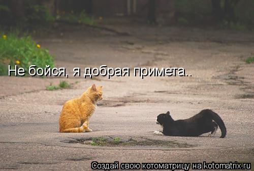Не бойся, я добрая примета..... Котоматрица: Не бойся, я добрая примета..