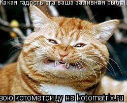 Какая гадость эта ваша заливная рыба!... Котоматрица: Какая гадость эта ваша заливная рыба!