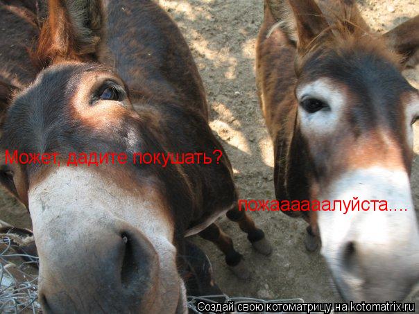 Может, дадите покушать? пожаааааалуйста....... Котоматрица: Может, дадите покушать? пожаааааалуйста....