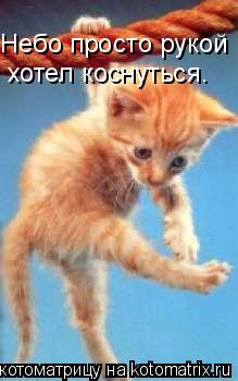 Небо просто рукой хотел коснуться.... Котоматрица: Небо просто рукой хотел коснуться.