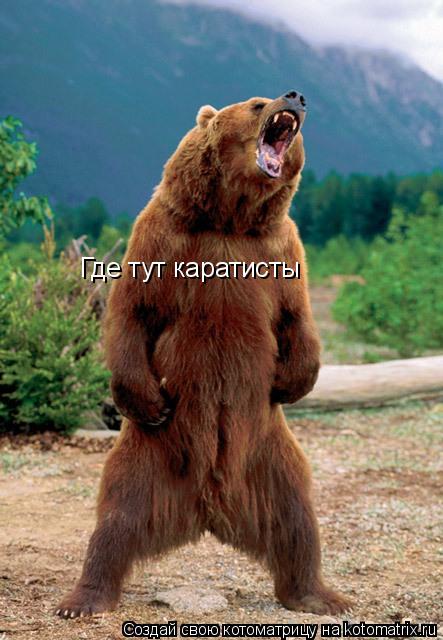 Где тут каратисты... Котоматрица: Где тут каратисты