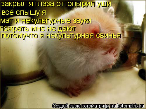 закрыл я глаза оттопырил уши всё слышу я мат и некультурные звуки пожрать мне не дают потомучто я не... Котоматрица: закрыл я глаза оттопырил уши всё слышу я мат и некультурные звуки пожрать мне не дают потомучто я некультурная свинья