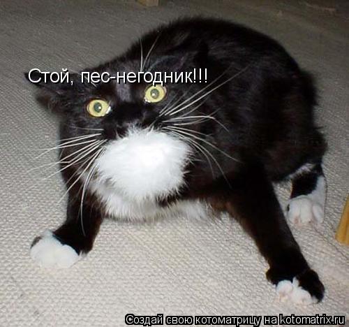 Стой, пес-негодник!!!... Котоматрица: Стой, пес-негодник!!!
